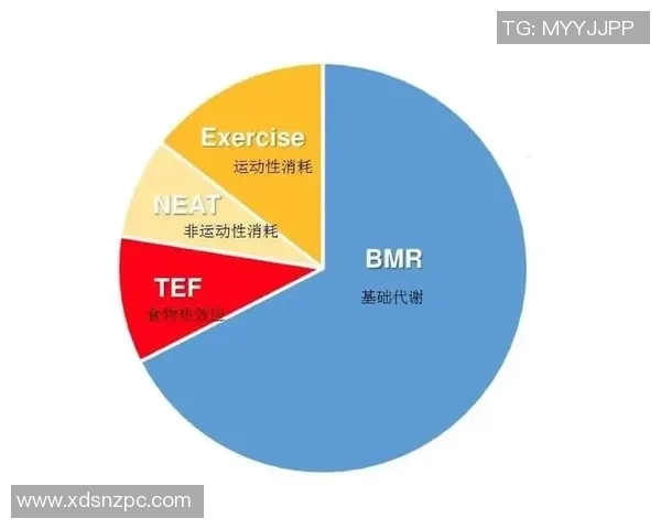 体育锻炼如何通过代谢调节和能量消耗实现有效瘦身的机理探讨